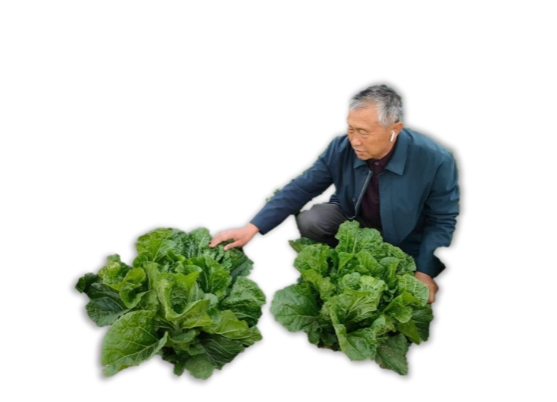 小杂粮里的“绿色密码”：绿源新农以科技赋能乡村振兴(图1)