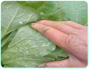 小杂粮里的“绿色密码”：绿源新农以科技赋能乡村振兴(图2)