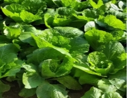 小杂粮里的“绿色密码”：绿源新农以科技赋能乡村振兴(图3)